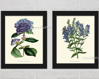 Blue Flower Botanical Wall Art Print set of 2 Flowers Antique Petunia Salvia Wildflower Garden Nature Home Room Decor Wall Art Unframed HOU