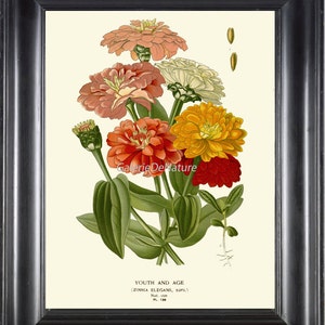 BOTANICAL PRINT Flower Art S72 4x6 5x7 8x10 11x14 Beautiful Antique Zinnia Spring Summer Garden Flowers Bouquet Home Wall Decor to Frame