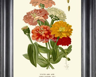 BOTANICAL PRINT Flower Art S72 4x6 5x7 8x10 11x14 Beautiful Antique Zinnia Spring Summer Garden Flowers Bouquet Home Wall Decor to Frame
