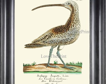 Bird Art Print HJF13 Beautiful Antique Curlew Nature Natural Science Lake River Green White Gray Pretty Cute Home Room Wall Decor to Frame