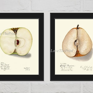 Manzana y pera botánica impresión conjunto de 2 hermoso jardín fruta naturaleza antigua ilustración vintage imagen cocina home pared decoración usácte