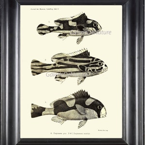 FISH PRINT Art F21 4x6 5x7 8x10 11x14 Beautiful Antique Black and White on Ivory Background Fish Lake Fishing Nature Natural Science Decor