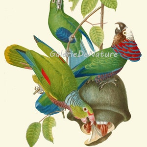 Bird Print D4 Art 4x6 5x7 8x10 11x14 Beautiful African Green Parrot Antique Colorful Birds Tropical Home Wall Decor Interior Design to Frame image 2