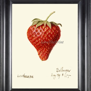 Strawberry Print US66 Beautiful Botanical Antique Red Berry Spring Summer Garden Plant Chart Home Wall Art Kitchen Dining Decor to Frame