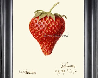 Strawberry Print US66 Beautiful Botanical Antique Red Berry Spring Summer Garden Plant Chart Home Wall Art Kitchen Dining Decor to Frame