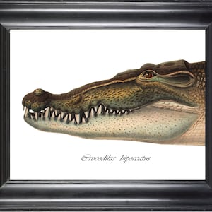 Alligator Print Wall Art Beautiful African Safari Nature Large Animal Head Portrait Antique Zoology Ivory Background Home Room Wall Decor
