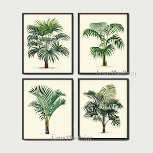 Palm Tree Botanical Art Print Set of 4 Beautiful Antique Green Tropical Nature Plants Illustration Picture Home Room Wall Decor to Frame