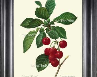 Botanical Print R35 Wall Art Large Beautiful Red Cherry Cherris Fruit Antique Home Wall Decor Bedroom Kitchen Dining Room Design to Frame