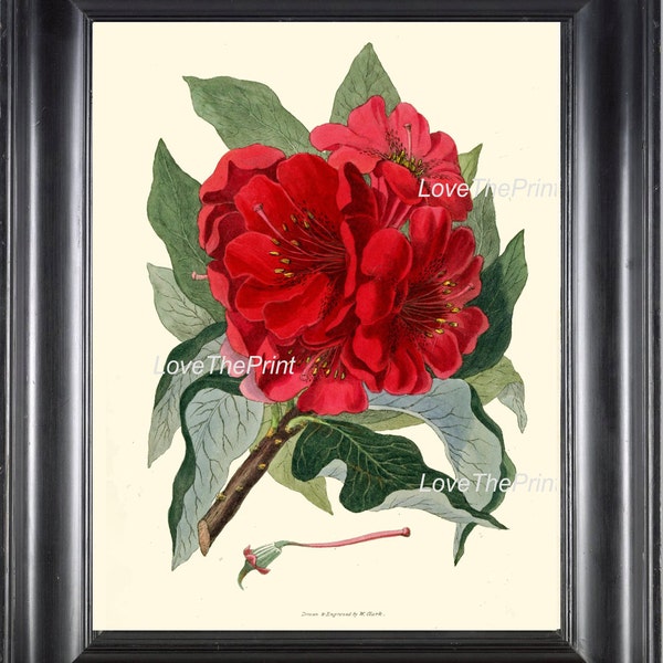 Botanical Print CL7 Art 4x6 5x7 8x10 11x14 Beautiful Large Red Rhododendron Flower Antique Picture Plate to Frame Home Living Room Bedroom