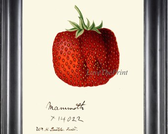 May include: A vintage botanical illustration of a red strawberry with green leaves. The text "Mammoth x 14022 W.P. Trimble, Rec't." is written below the strawberry.