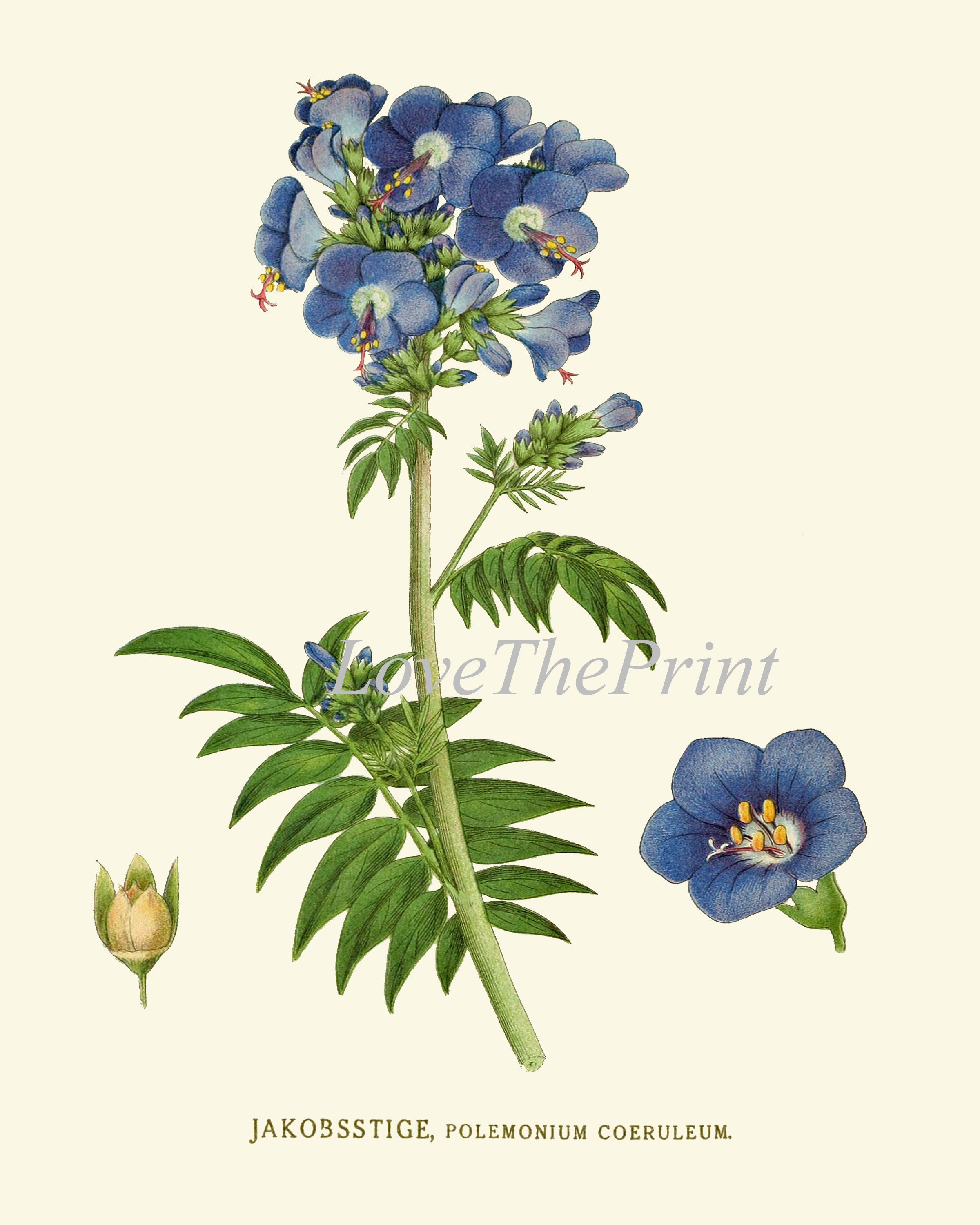 Blue Flowers Botanical Print Wall Art Set of 4 Prints Beautiful Antique ...
