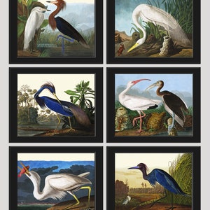Bird Print Set of 6 Beautiful Antique Audubon Blue Crane White Ibis Purple Heron Lake Home Living Dining Office Playroom Room Wall Decor
