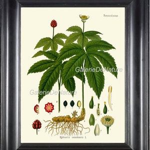 Botanical Print Art 30 Kohler 4x6 5x7 8x10 11x14 Beautiful Goldenseal Orangeroot Plant Flower Antique Chart Seeds Leaf Home Room Wall Decor
