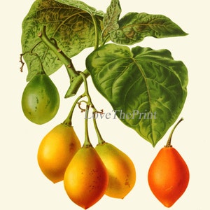 Tomato Print Set of 3 Beautiful Antique Vintage Red Yellow Green Colorful Vegetables Heirloom Garden Nature Illustration Home Wall Decor IH image 6