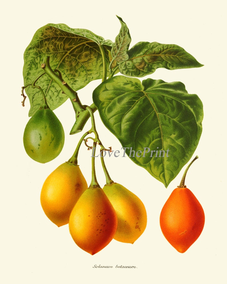 Tomato Print Set of 3 Beautiful Antique Vintage Red Yellow Green Colorful Vegetables Heirloom Garden Nature Illustration Home Wall Decor IH image 6