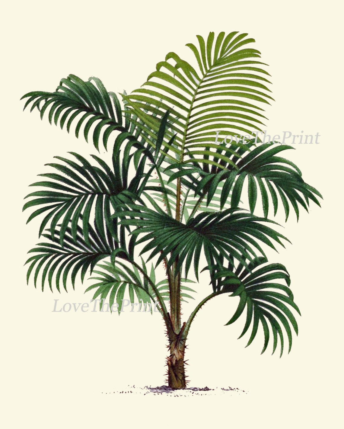 Palm Tree Botanical Art Print Set of 9 Beautiful Antique Green Etsy