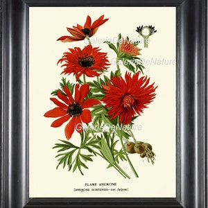 BOTANICAL PRINT Flower Art S4 4x6 5x7 8x10 11x14 Beautiful Red Flame ...