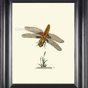 Dragonfly Print Art D46 4x6 5x7 8x10 11x14 Beautiful Dragonfly on Ivory Background Antique Garden Nature Home Wall Room Decoration to Frame