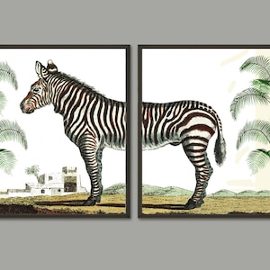 Zebra Print Set of 2 Beautiful Antique Safari Tropical Animal Illustration Picture Drawing Poster Home Room Wall Decor Decoration to Frame