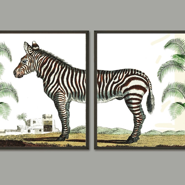 Zestaw nadruku zebry 2 pięknych antycznych ilustracji zwierząt tropikalnych safari, rysunek plakatu, dekoracja ścienna do pokoju domowego, do oprawienia