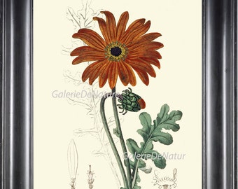 BOTANICAL PRINT Art ED10 Beautiful Arctotis African Daisy Flower Plant Antique Chart Living Room Bedroom Dining Home Wall Decor to Frame