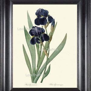 Botanical Art Print R161 Beautiful Blue Iris Plant Flowers Antique Summer Garden Home Decor Gallery to Frame Living Room Design Decoration