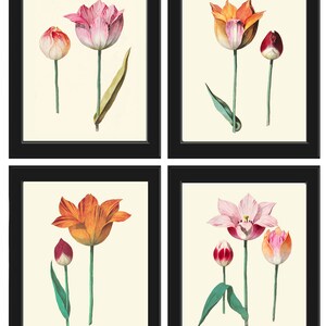 Tulips Vintage Botanical Wall Art Print Set of 4 Prints Beautiful Antique Pink Flowers Kitchen Dining Room Home Decor Picture to Frame ABD