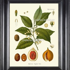 Botanischen Drucken Kunst 23 Kohler 4 x 6 5 x 7 8 x 10 11 X 14 schöne Muskatnuss Baum Zweig Blume Obst Samen Spice Antique Chart Wand-Startseite Gartendekoration