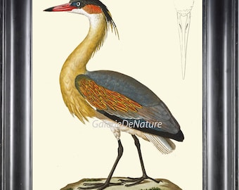 Bird Art Print HU89 Beautiful Large Antique Whistling Heron Lake Nature Home Room Wall Decor to Frame Natural Science Interior Design