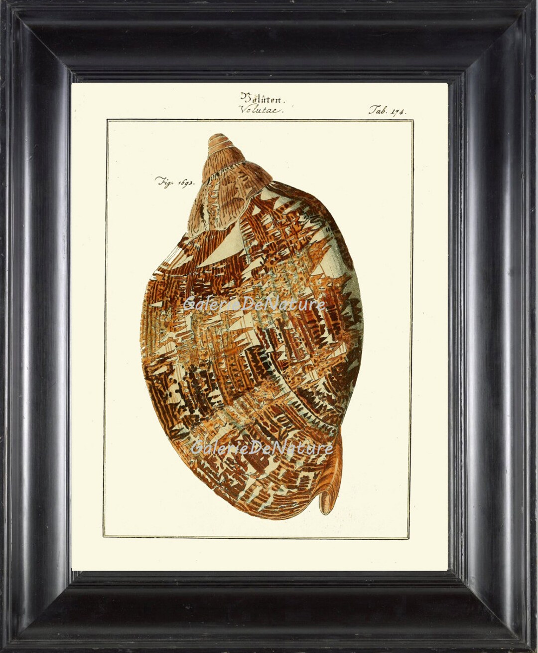 Sea Shell Print Design Sea Shell Print Art M133 4x6 5x7 8x10 11x14 Beautiful Volute Seashell ...