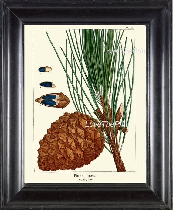 Pine Cone Scientific Illustration