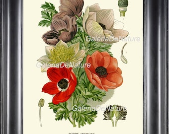 Planta flor Grabado Botánico arte S3 anémona amapola blanco rojo hermoso antiguo jardín naturaleza marco Interior diseño pared Home Decor