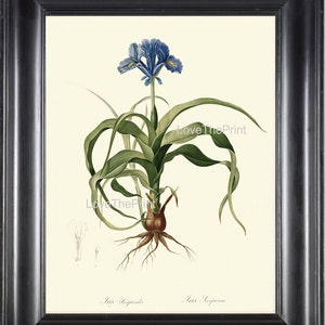 Lámina botánica R128 hermoso azul Iris bulbo planta flores antiguo verano casa habitación decoración galería jardín al diseño del marco sala
