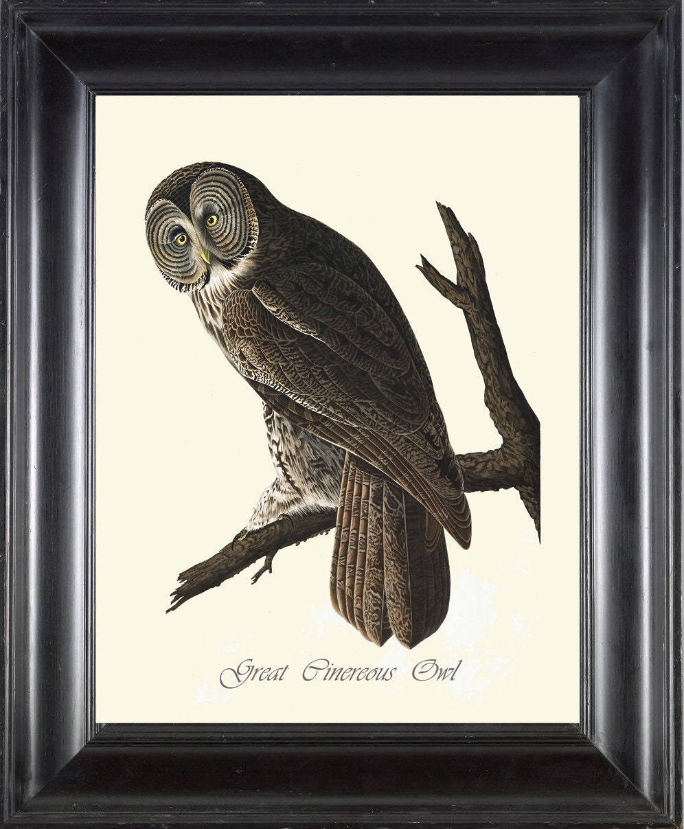 Great Cinereous Owl Print Art 80 Beautiful Antique James Audubon Bird Forest Nature Illustration Cab