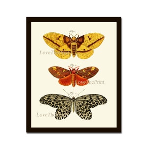 Butterfly Print Wall Art 84 Beautiful Butterflies Chart Natural Science Garden Nature Picture Poster Illustration Home Decor to Frame CP