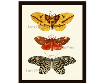 Butterfly Print Wall Art 84 Beautiful Butterflies Chart Natural Science Garden Nature Picture Poster Illustration Home Decor to Frame CP