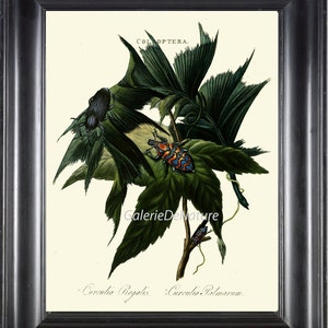 Käfer Drucken Art D3 4 x 6 5 x 7 8 x 10-11 x 14 schönen Käfer Antique Forst Natur Baum Blatt Vitange Illustration Haus Zimmer Wanddekoration zum Frame