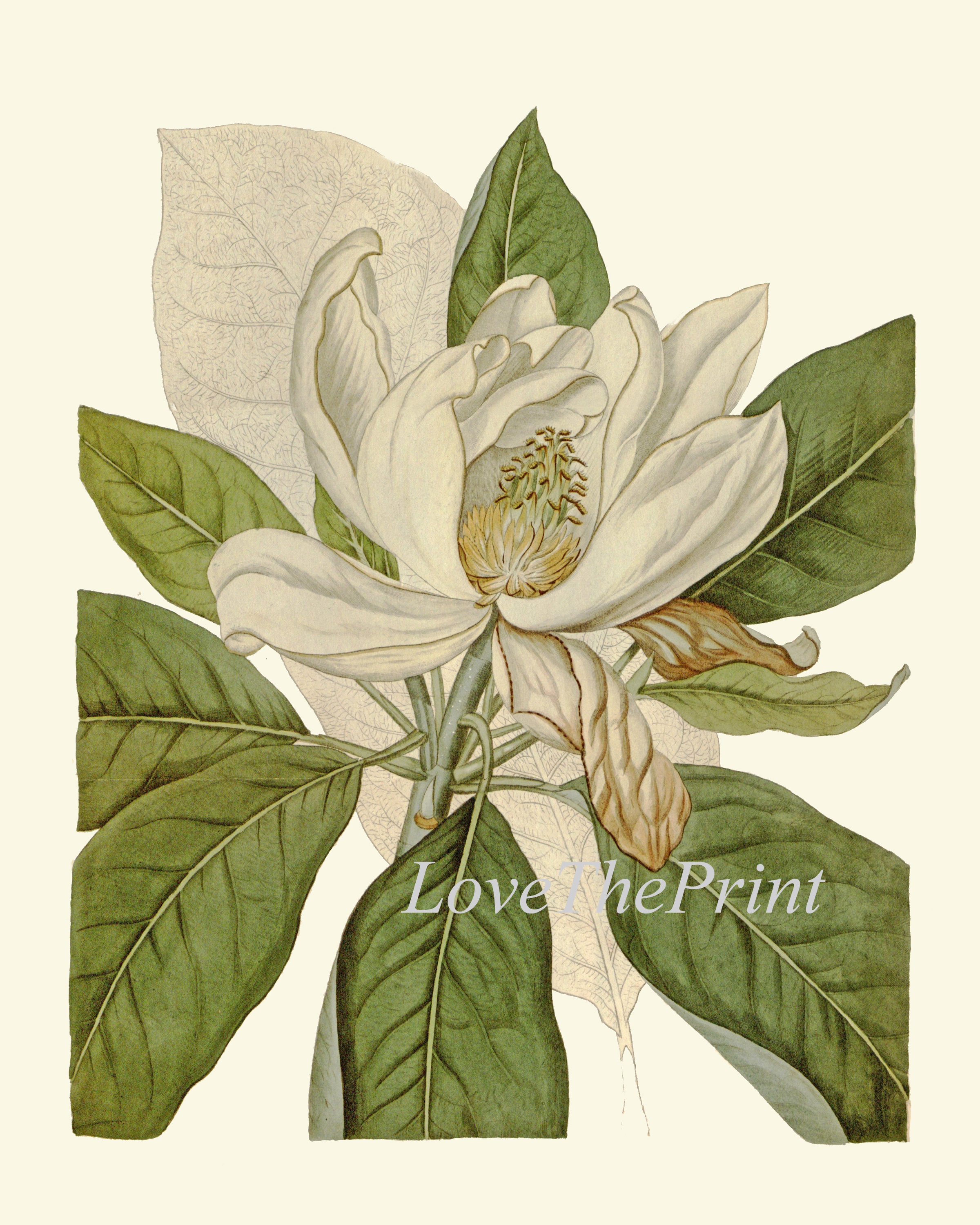 White Flowers Print Wall Art Set of 6 Beautiful Antique Peony Gardenia ...