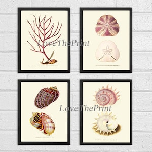 May include: Set of six vintage botanical illustrations featuring a variety of seashells and a coral branch. The illustrations are in shades of pink, red, and white on a cream background.