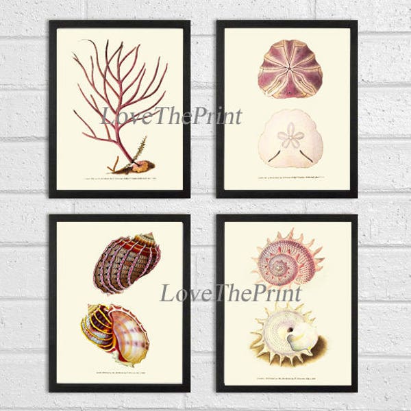 Muschel-Sea Shell Korallen Sand Dollar Kunstdruck Set von 4 antike schöne Ozean Sea Marine Natur tropischen Küsten Wohnkultur, Rahmen-DON