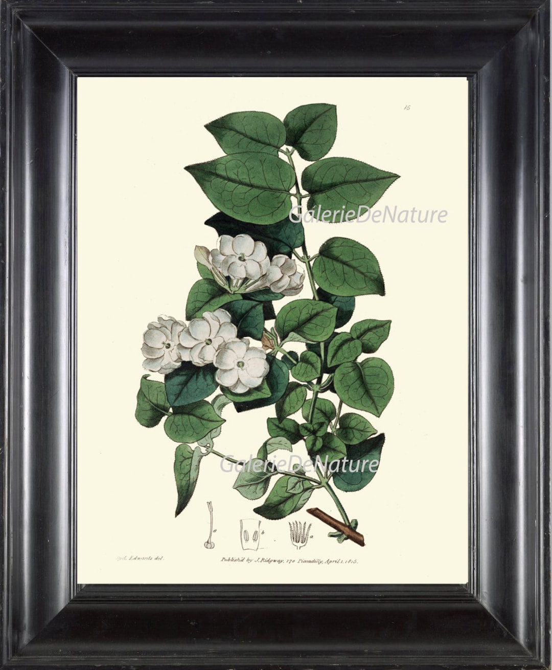 BOTANICAL PRINT Art ED4 Beautiful White Jasmine Vine Flower Plant ...