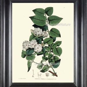 BOTANICAL PRINT Art ED4 Beautiful White Jasmine Vine Flower Plant Antique Chart Spring SUmmer Garden Nature Green Home Wall Decor to Frame