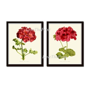 Geranium Red Flower Wall Art Print Set of 2 Prints Beautiful Flowers Antique Botanical Plants Illustration Watercolor Home Wall Art Decor IH