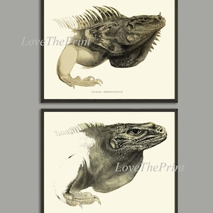 Iguana Print Set of 2 Beautiful Lizards Pet Tropical Nature Illustration Picture Drawing Home Room Wall Decor Teen Boy Playroom to Frame PZ