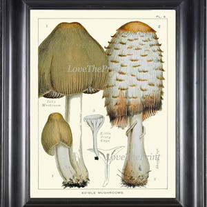 Pilz Kunstdruck 6 schöne antike Pilze Diagramm natürliche Wissenschaft botanischen Haus Zimmer Wand Dekor Dekoration Interior Design für Rahmen