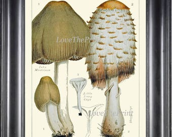 Mushroom Art Print 6 Beautiful Antique Mushrooms Chart Natural Science Botanical Home Room Wall Decor Decoration Interior Design to Frame