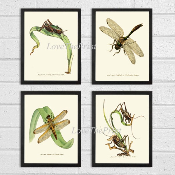 Dragonfly Grasshopper Locust Wall Art Print Set of 4 Prints Beautiful Antique Insects Green Outdoor Nature Natural Science Decor to Frame CL