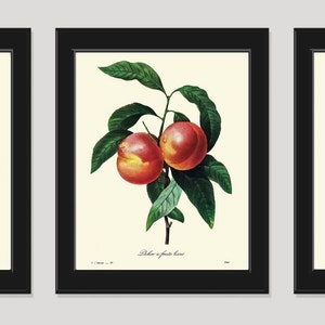 Fruit PRINT SET de 3 Art Redoute 126 Hermosa fruta pera melocotón plantas home habitación pared cocina comedor francés antiguo pared arte decoración