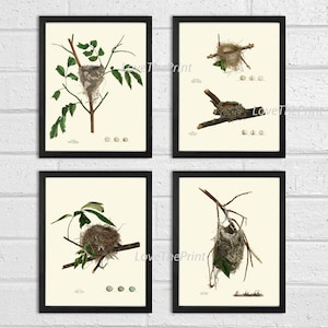 Bird Nest Print Set of 4 Beautiful Antique Forest Nature Tree Home Bedroom Living Room Hallway Staircase Office Room Wall Decor to Frame