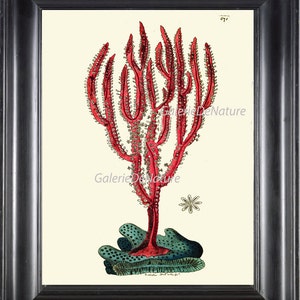 Coral Print Art NS8 Beautiful Antique Red Blue Coral Ocean Nature Seashore Cottage Sea Marine Design Decor to Frame Nautical Interior Design